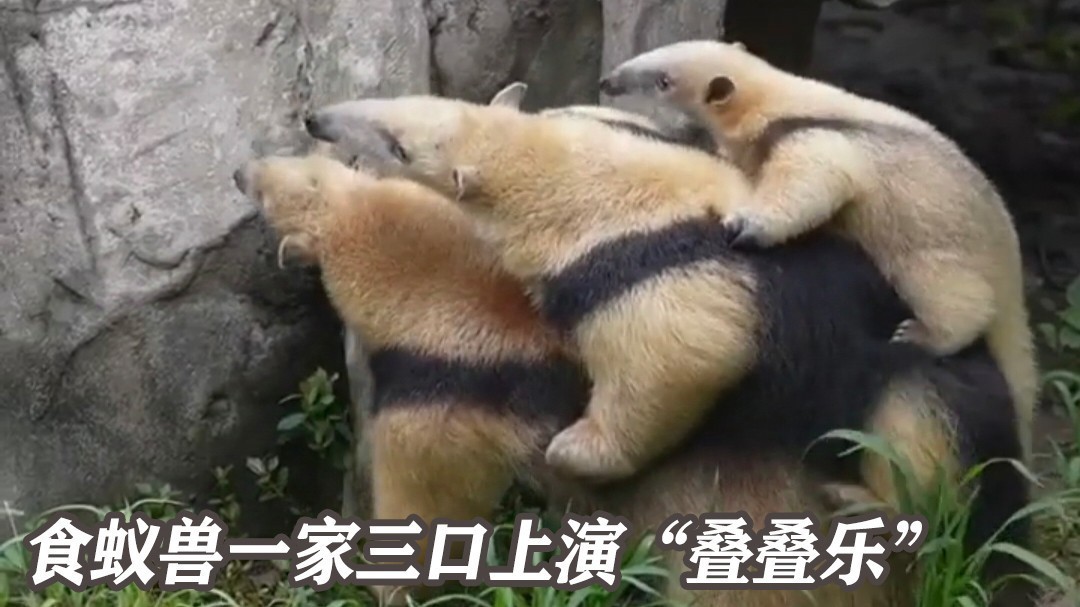 上海野生动物园 食蚁兽一家三口上演叠叠乐 上海野生动物园 食蚁兽一家三口上演叠叠乐