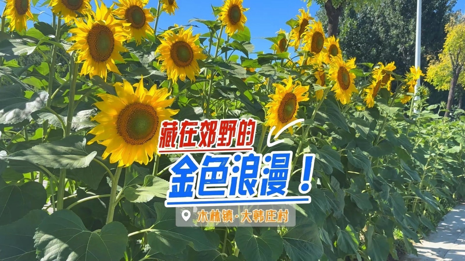 大美顺义 | 快来木林镇大韩庄村感受这片藏在郊野里的金色浪漫！
