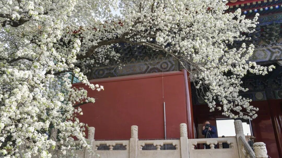 长陵杜梨花开正盛,观赏正当时 长陵杜梨花开正盛,观赏正当时