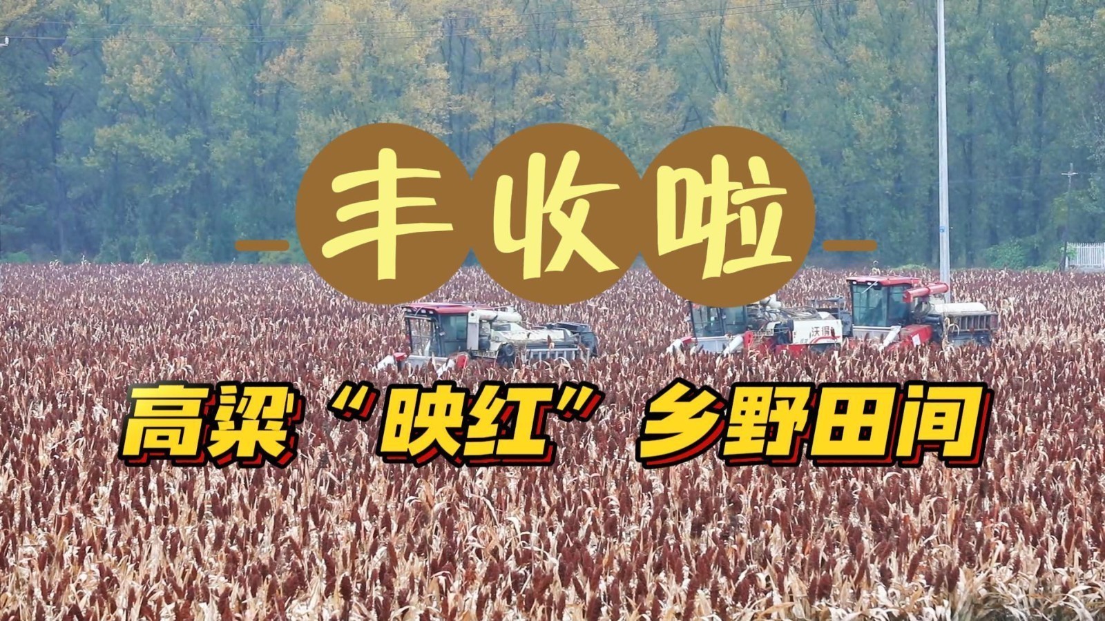 丰收的喜悦如秋日暖阳，照亮了汗水的价值