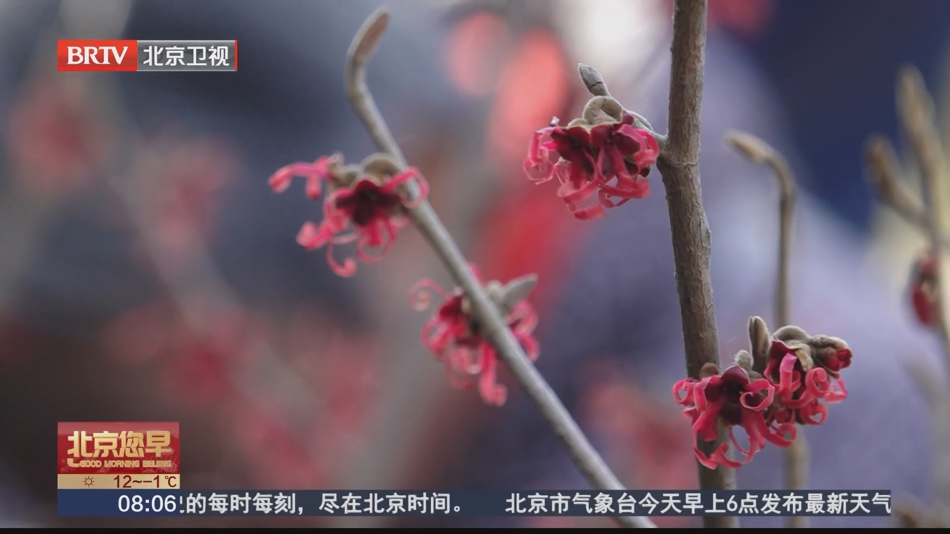 国家植物园金缕梅报春