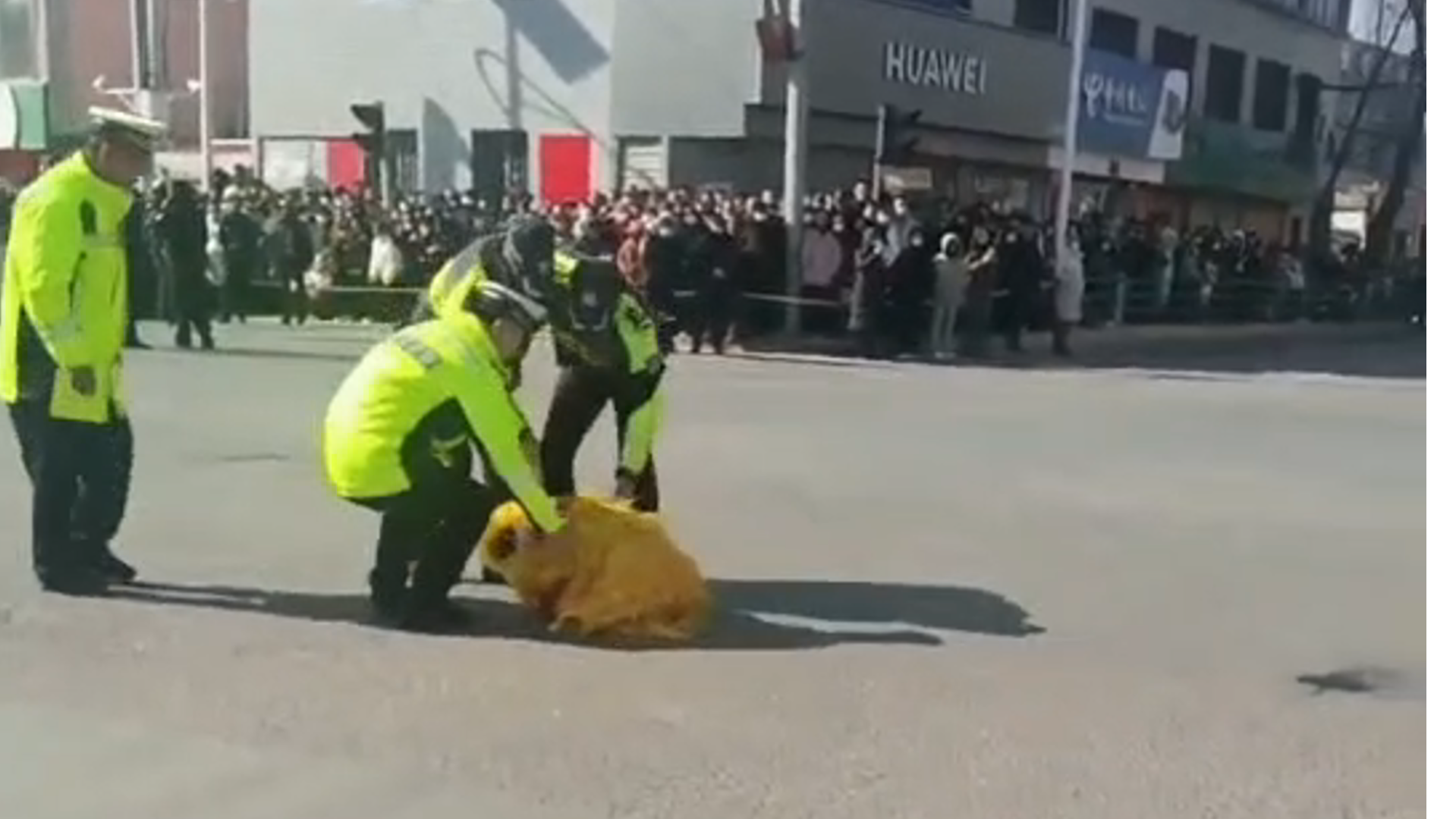 “尿布狮”首次上街看社火演出，遇执勤警察直接下跪“硬核”拜年