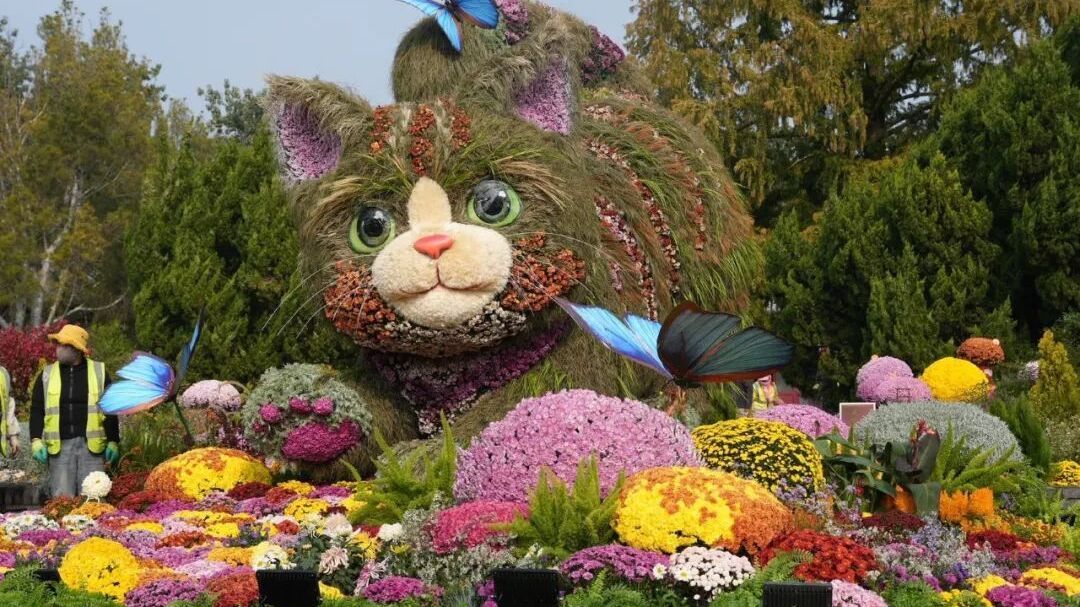 北京的“猫”，又上新了！