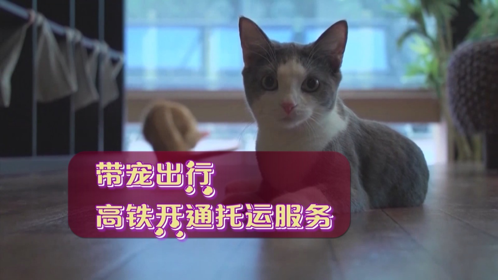 带宠出行 高铁推出宠物托运服务
