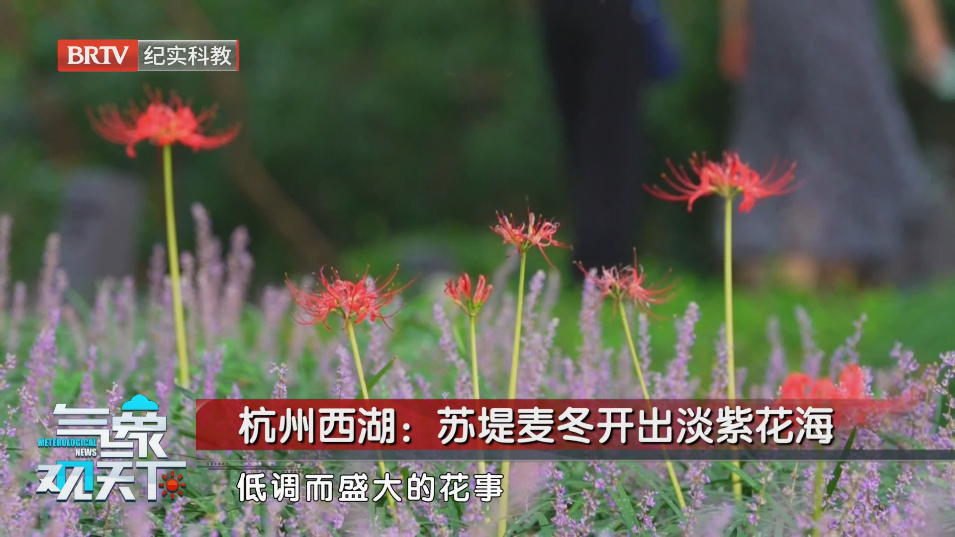 杭州西湖：苏堤麦冬开出淡紫花海