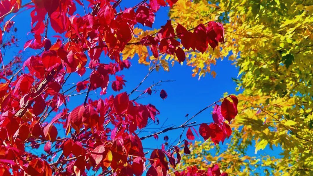 北京彩叶变色率播报今起上线!世园公园彩叶变色率已达70% 北京彩叶变色率播报今起上线!世园公园彩叶变色率已达70%