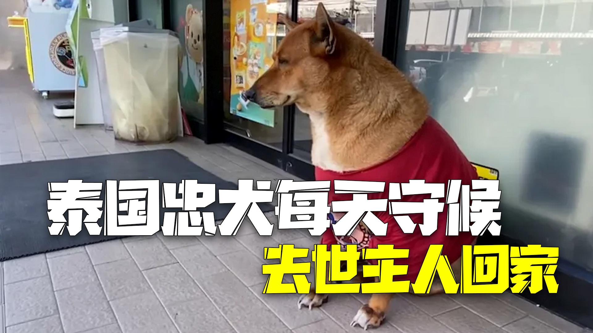 泰国忠犬每天守在超市门口 等已去世的流浪汉主人回家 泰国忠犬每天守在超市门口 等已去世的流浪汉主人回家