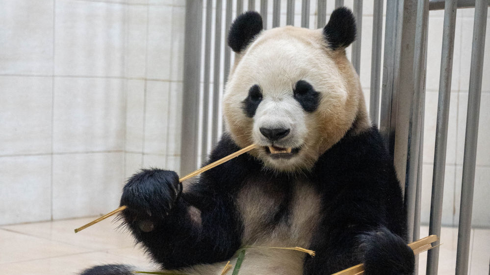 现场探访丨大熊猫“福宝”怎么样了? 现场探访丨大熊猫“福宝”怎么样了?