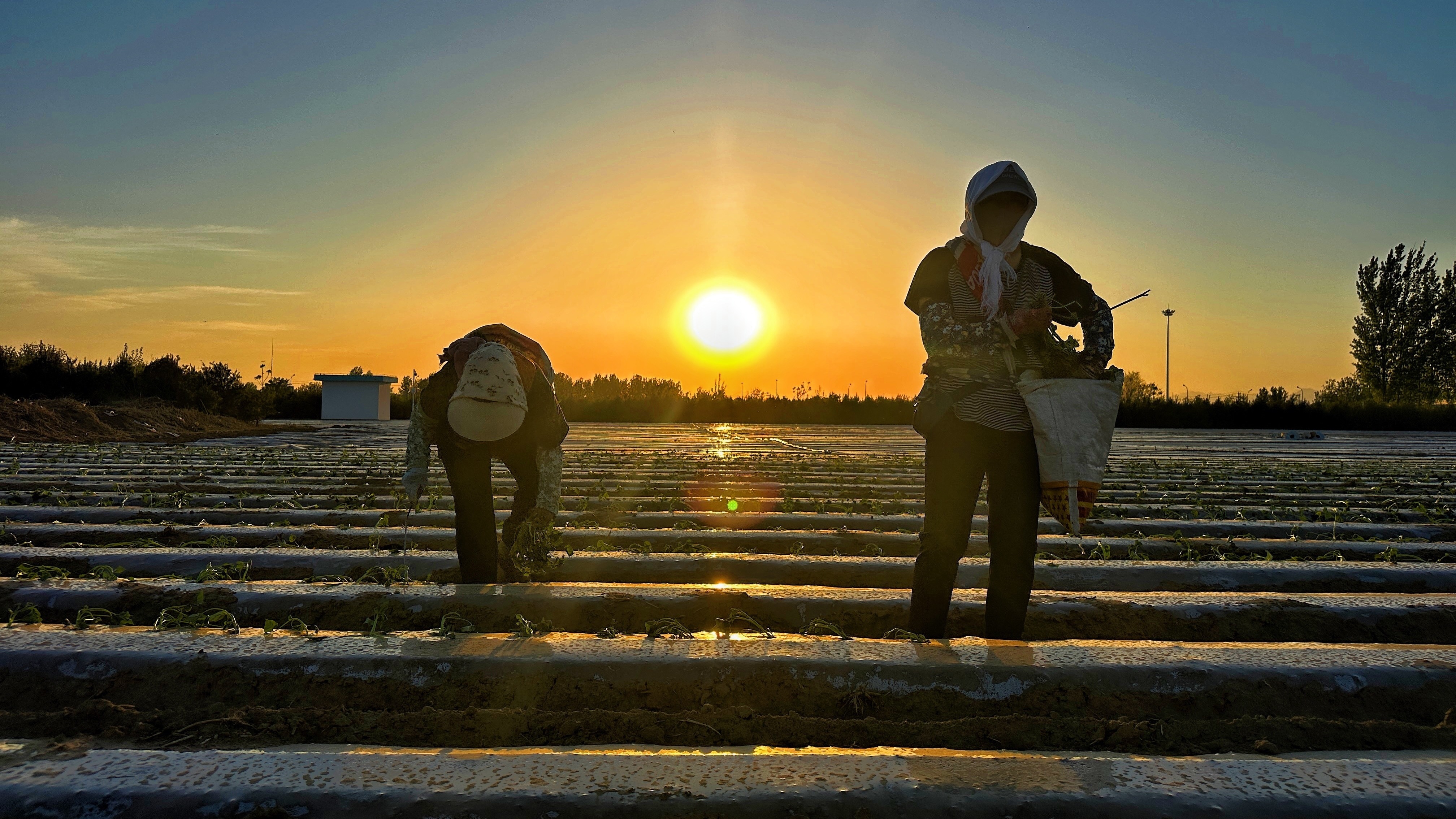 北京顺义:五一田间奏响“科技+劳动”协奏曲 北京顺义:五一田间奏响“科技+劳动”协奏曲
