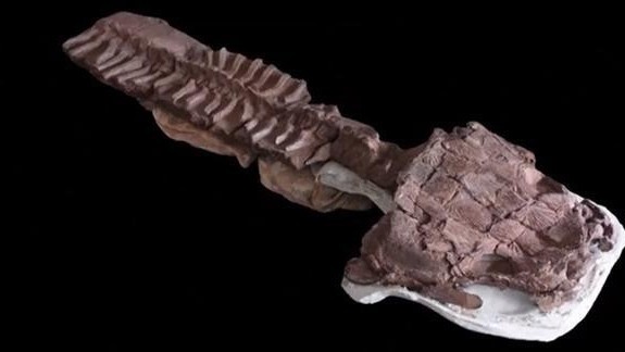 科学家发现2.8亿年前巨型蝾螈类生物 科学家发现2.8亿年前巨型蝾螈类生物