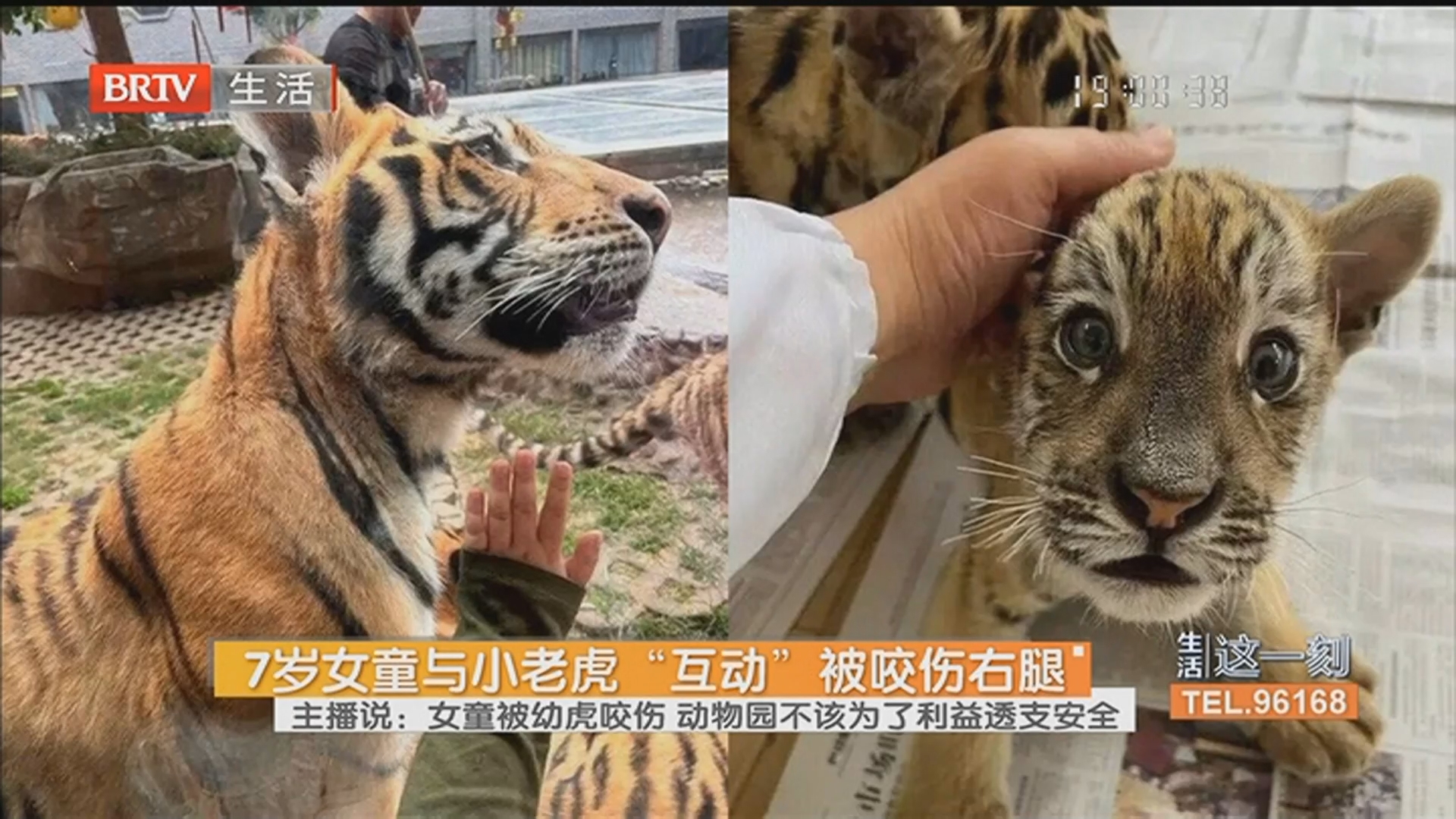 7岁女童与小老虎“互动”被咬伤右腿 主播说：女童被幼虎咬伤 动物园不该为了利益透支安全