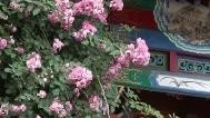 蔷薇瀑布火了，北京大爷花式宠客获点赞！评论：一墙花开 满城善意