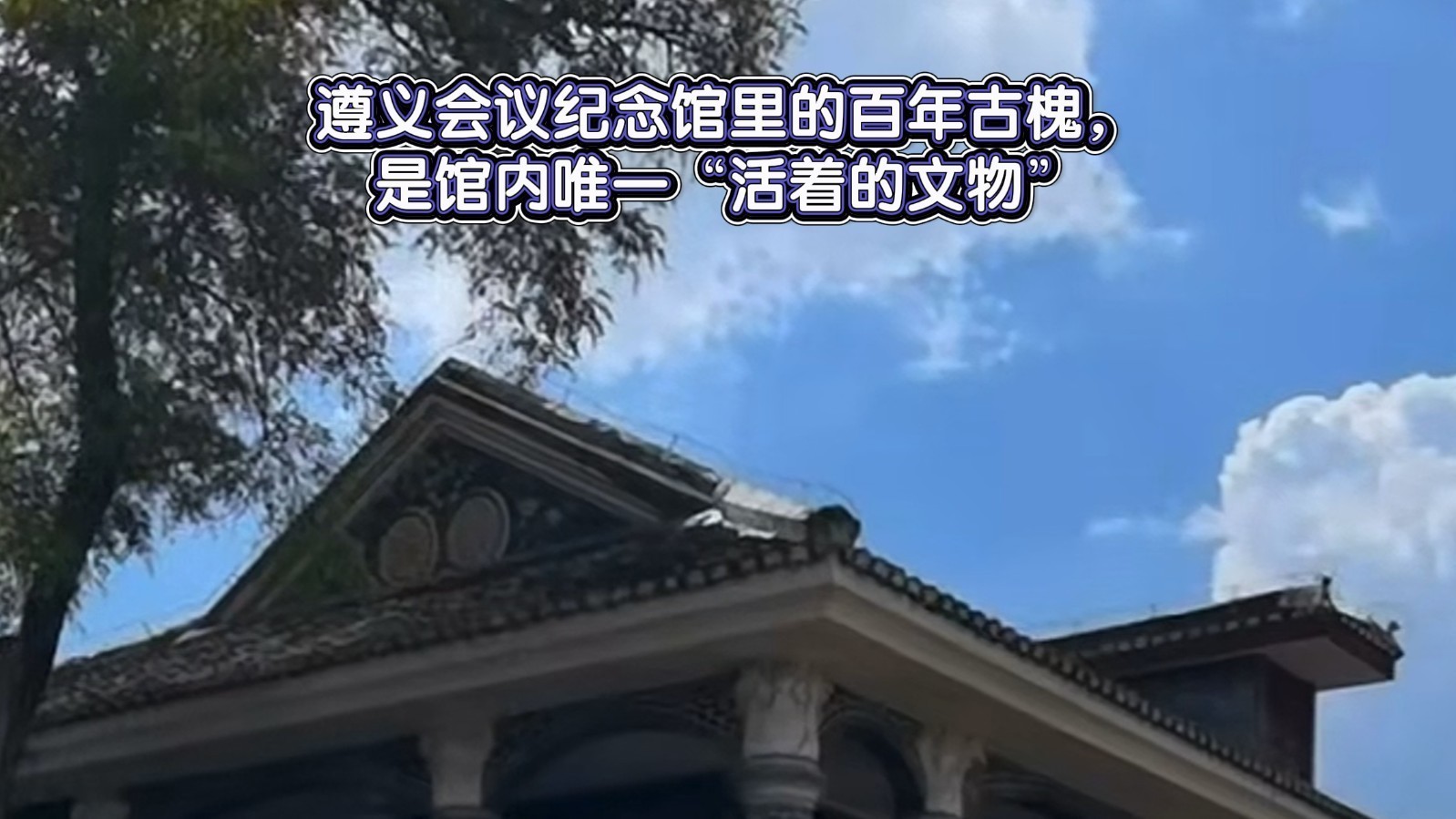 遵义会议纪念馆里的百年古槐，是馆内唯一“活着的文物”