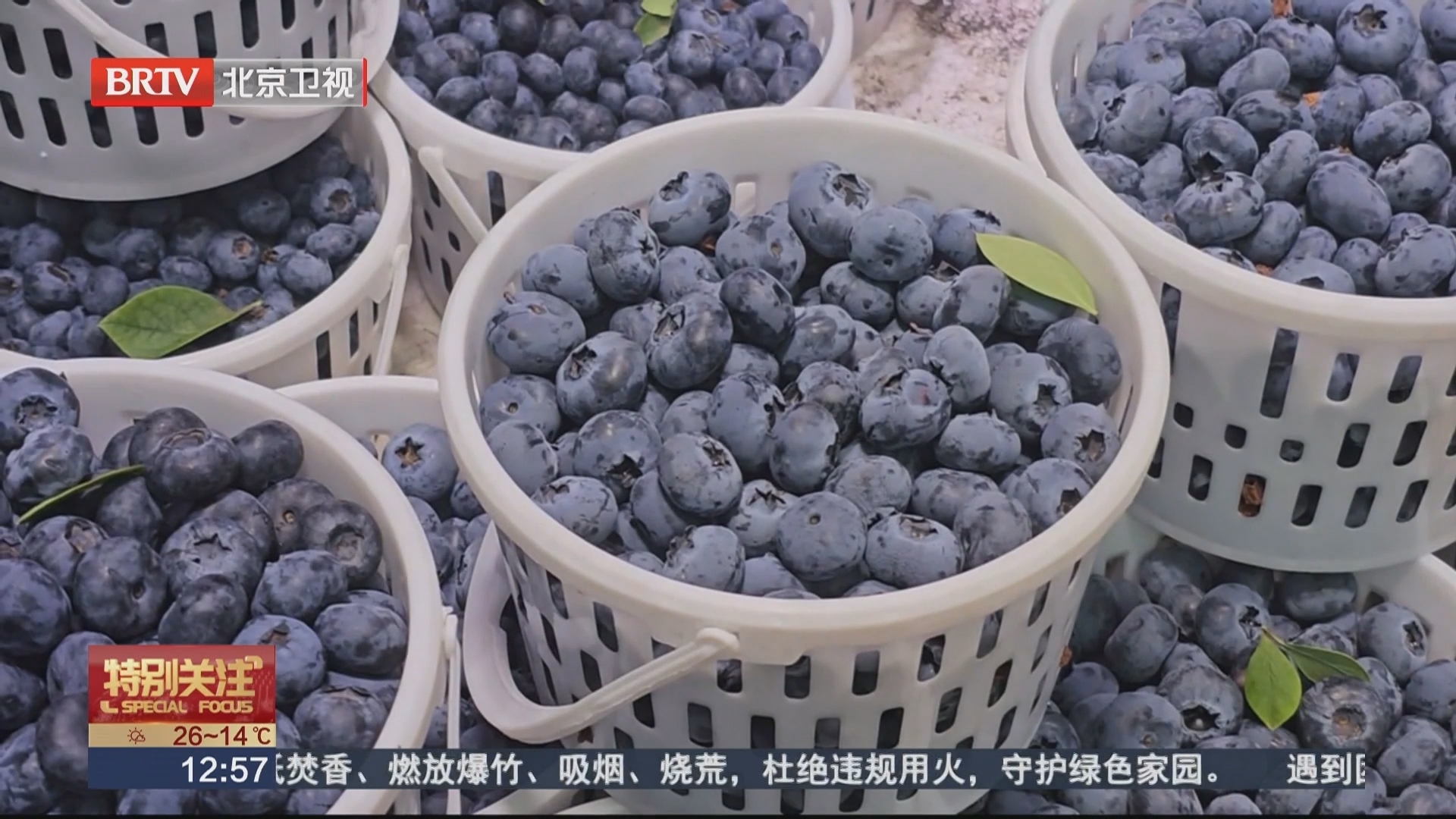 广西南宁 蓝莓能当消炎药吃?医生提醒:食用有讲究 广西南宁 蓝莓能当消炎药吃?医生提醒:食用有讲究