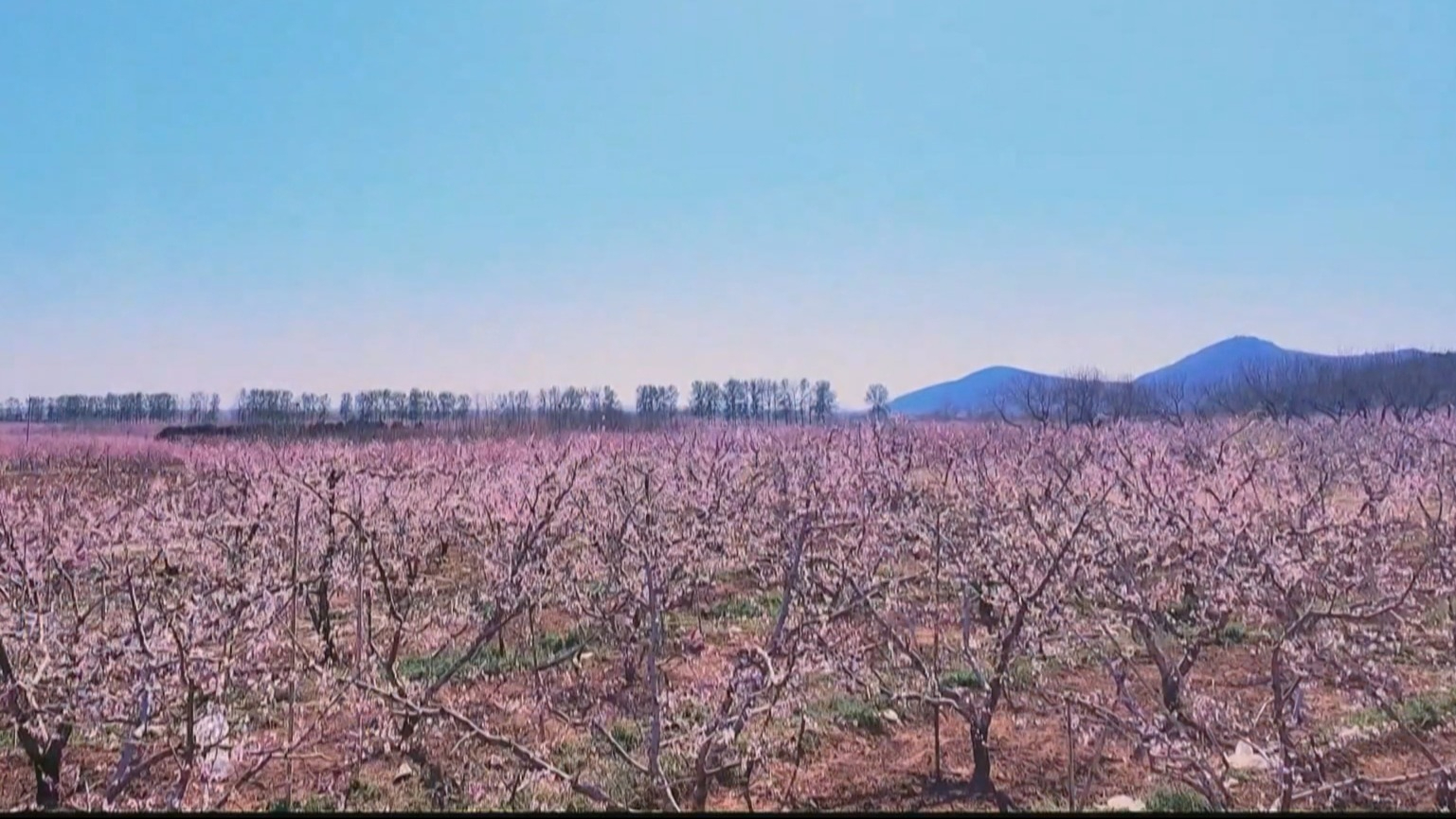 十万亩桃花迎客来 平谷桃花节融合多元业态激活文旅活力 十万亩桃花迎客来 平谷桃花节融合多元业态激活文旅活力