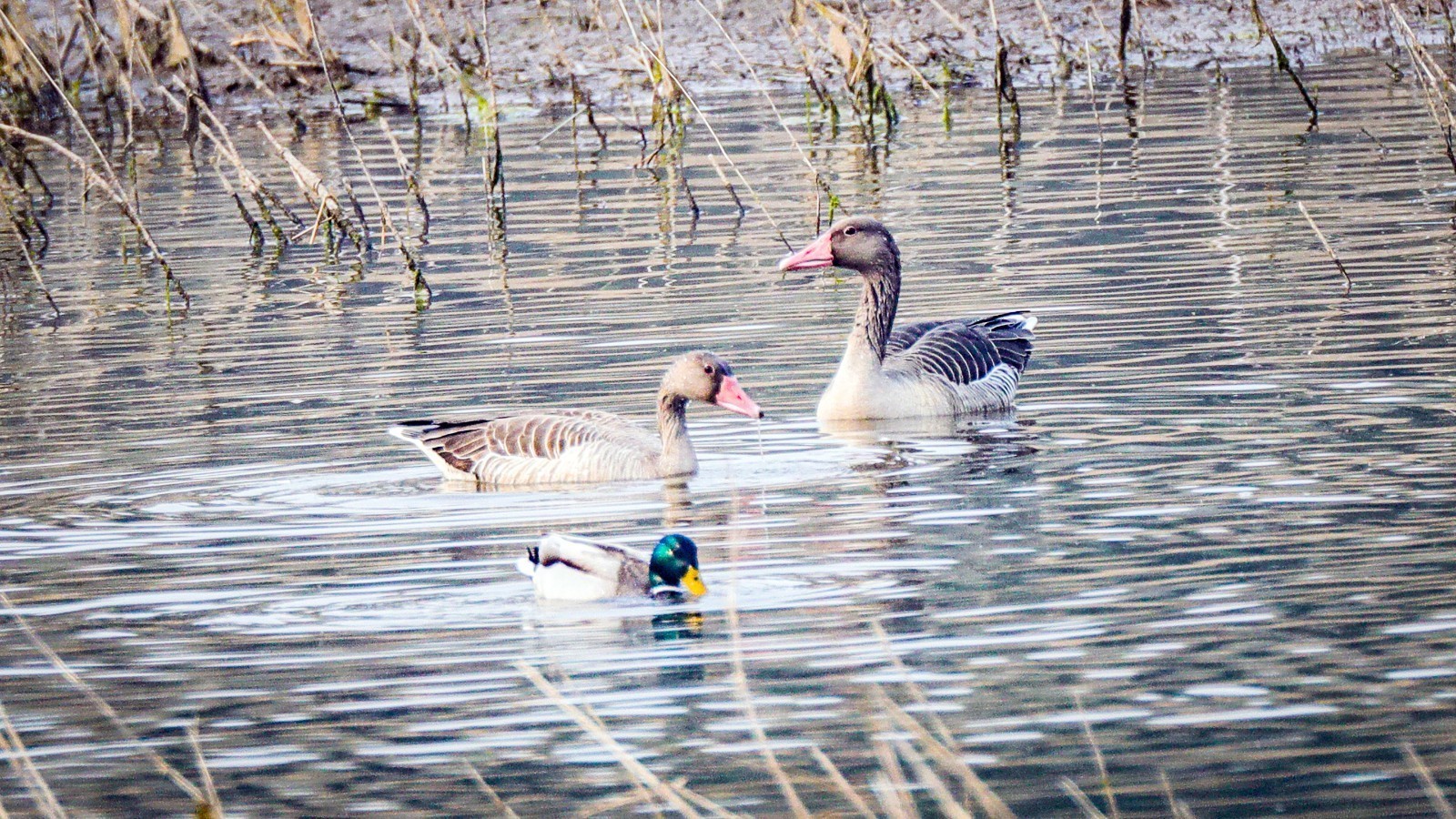 北京平谷：万鸟迁徙 生态向好
