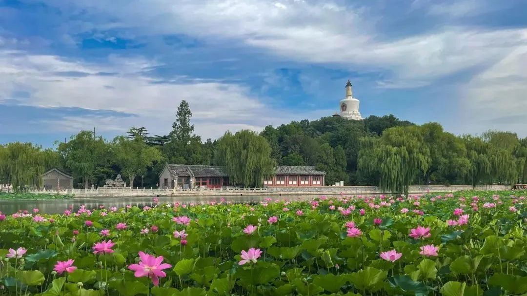 周末去哪儿?乘凉+赏荷+美照,市属公园一键满足 周末去哪儿?乘凉+赏荷+美照,市属公园一键满足