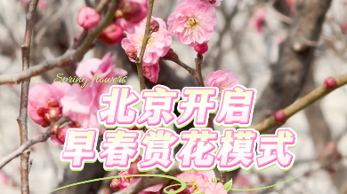 北京开启春日赏花模式 北京开启春日赏花模式