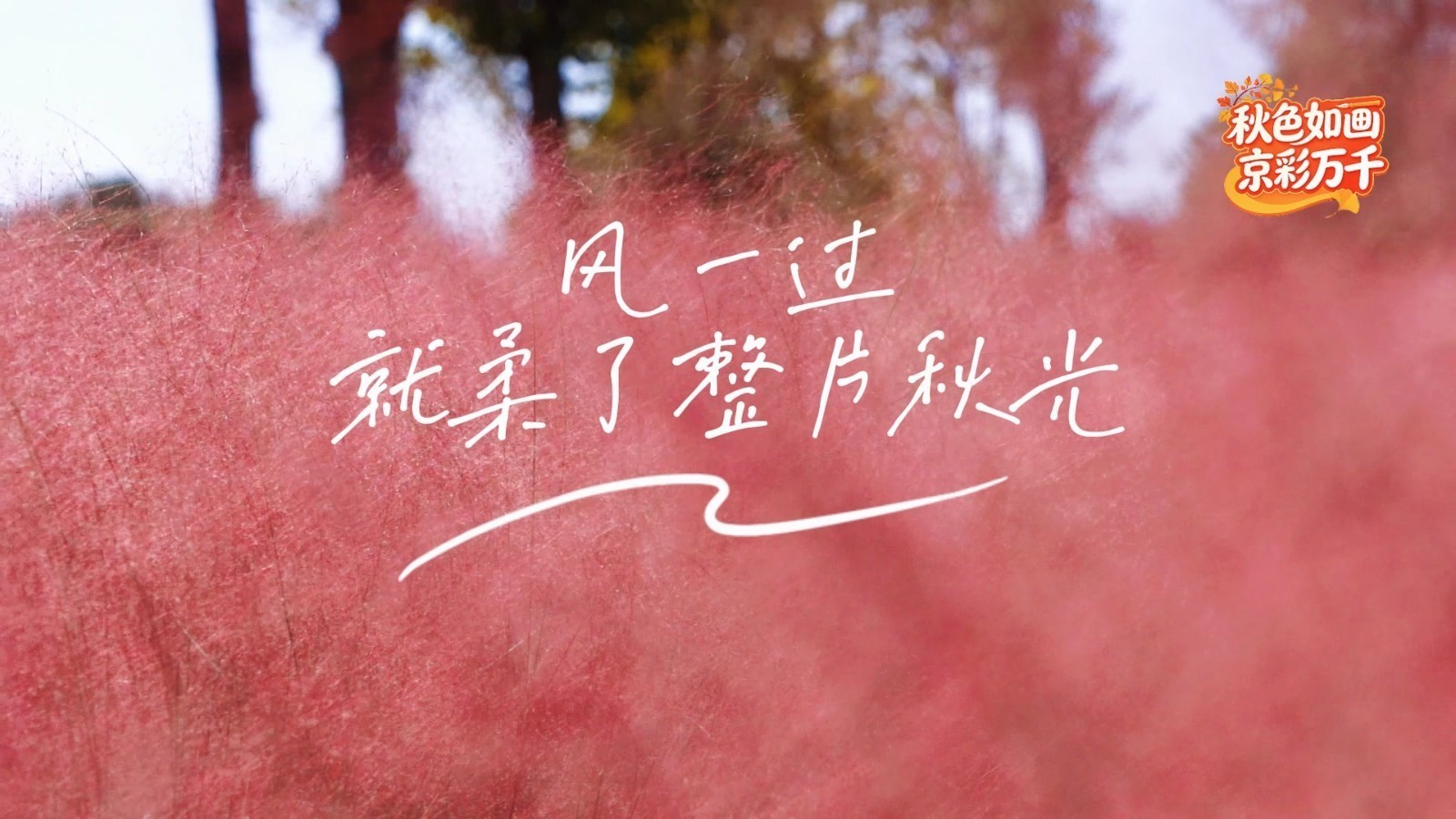 别只追银杏啦！北京还有一片粉色秋天