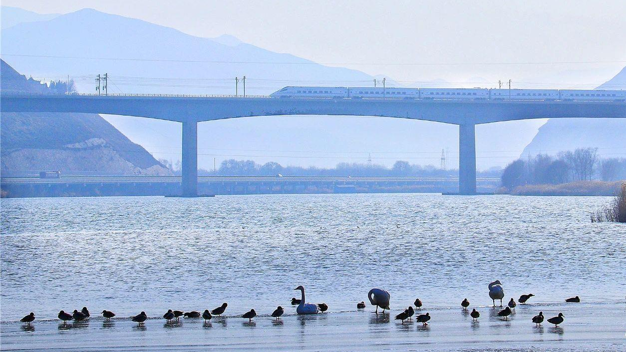 坐火车与天鹅同框 这两条线路不容错过 坐火车与天鹅同框 这两条线路不容错过