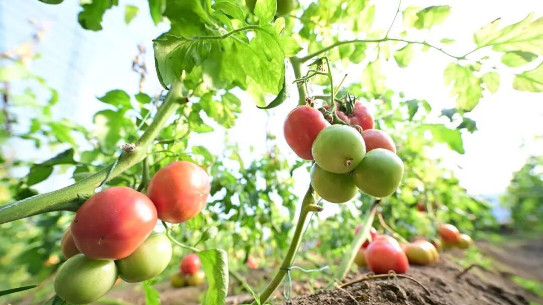 冬游房山！一起趣味采摘