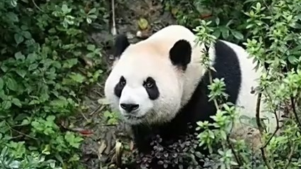 大熊猫“平平”“福双”抵达美国 大熊猫“平平”“福双”抵达美国