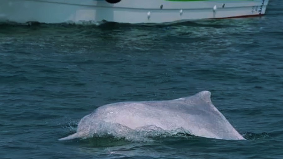 三娘湾白海豚被快艇围捕式围观“别让你的围观 变成海豚的枷锁”