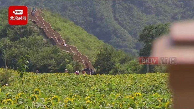 溜石港村百余亩油葵绽放 绘就乡村振兴“金色画卷” 溜石港村百余亩油葵绽放 绘就乡村振兴“金色画卷”
