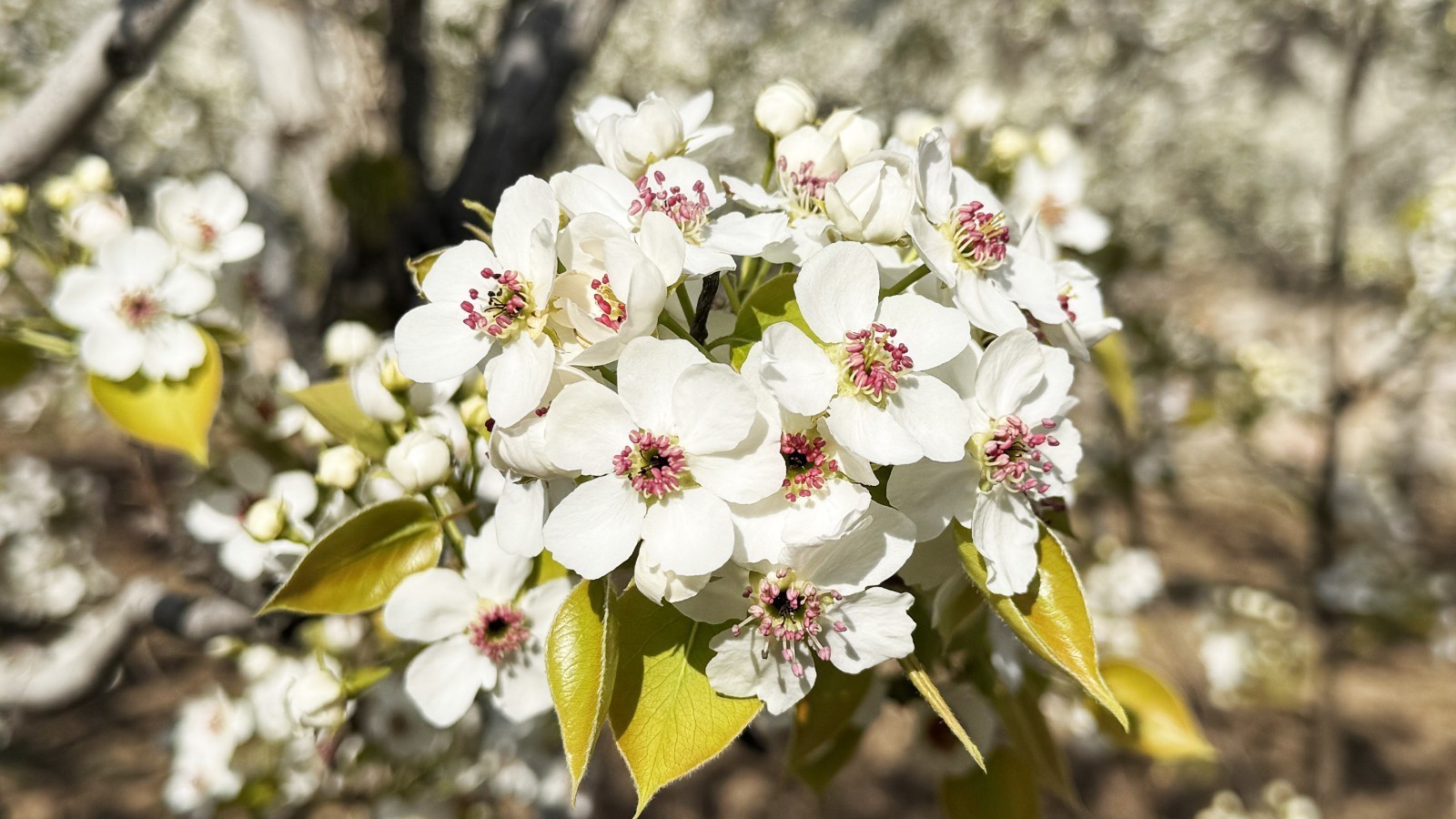 门头沟：梨花绽放春意浓 田间地头农耕忙