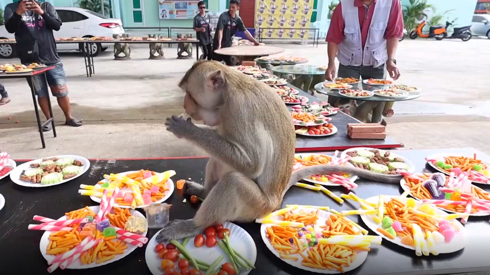 “猴子自助餐节” 开心 管饱 “猴子自助餐节” 开心 管饱
