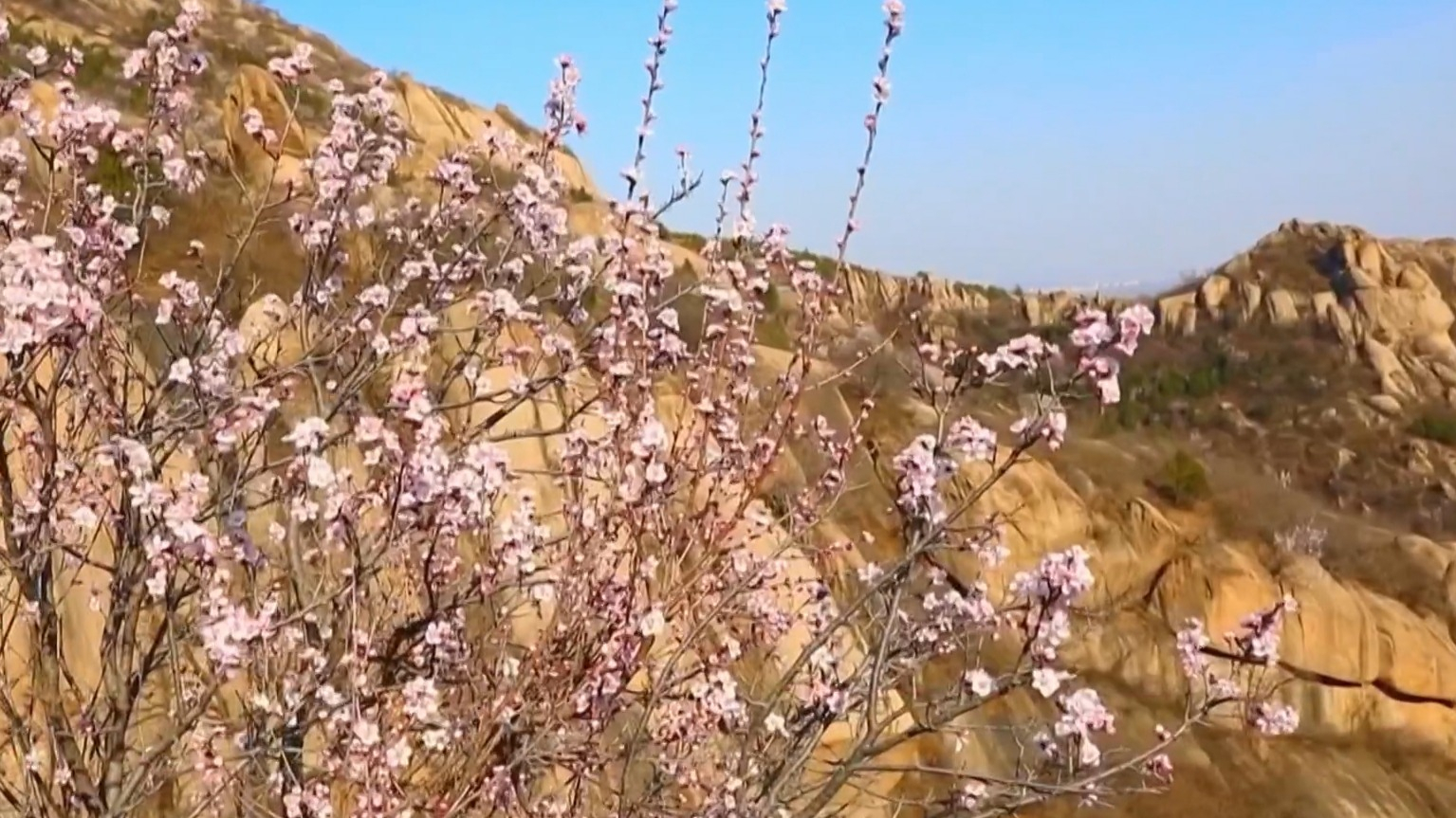 不负京华好春光｜凤凰岭春色渐浓 迎来最佳赏花期
