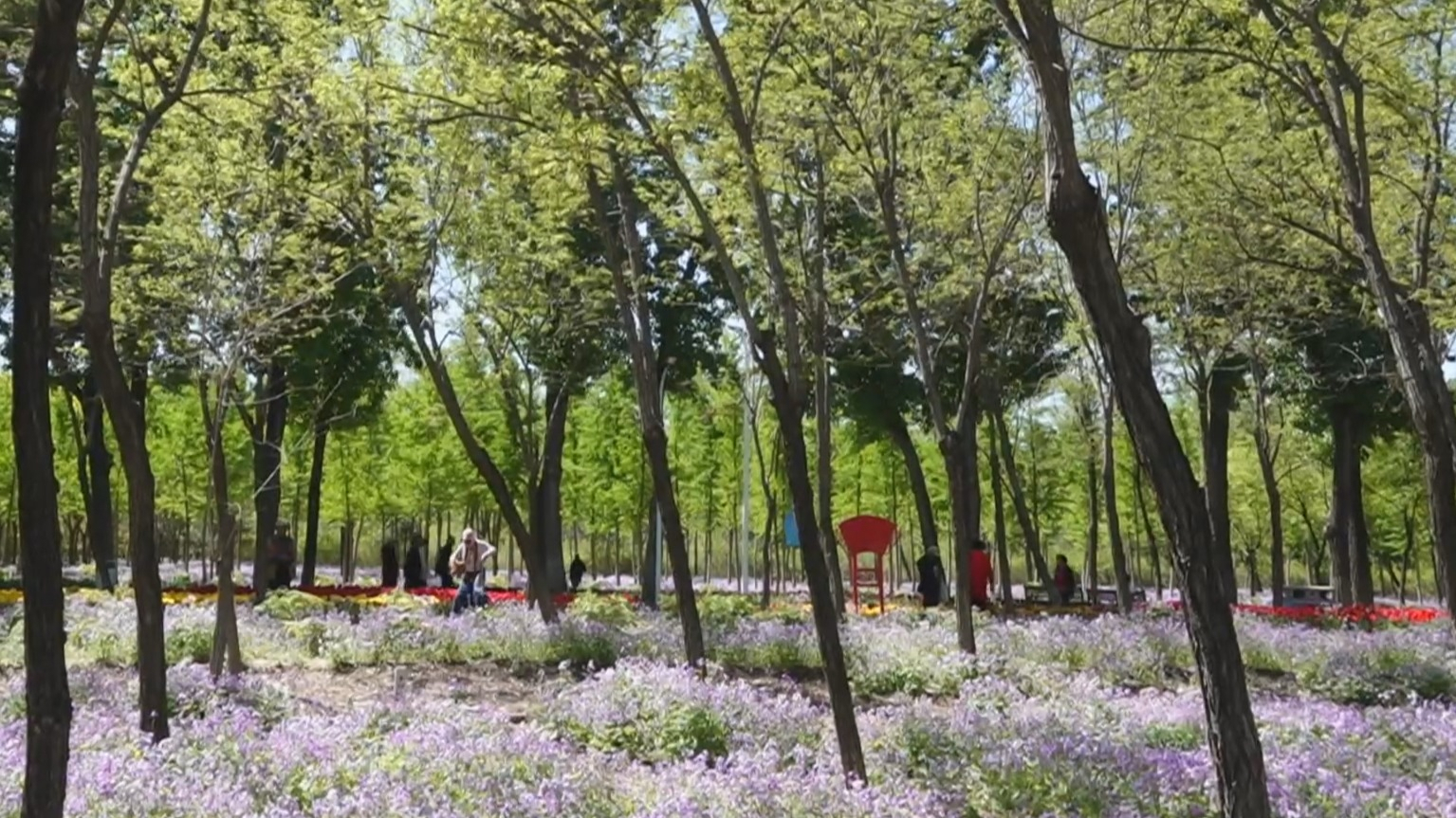 永定河打造赏花经济带 林下空间释放多元活力 永定河打造赏花经济带 林下空间释放多元活力