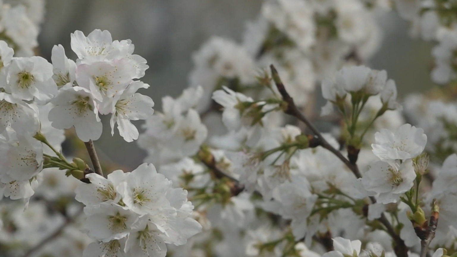 玉渊潭早樱开放 3月21日迎客10万人次