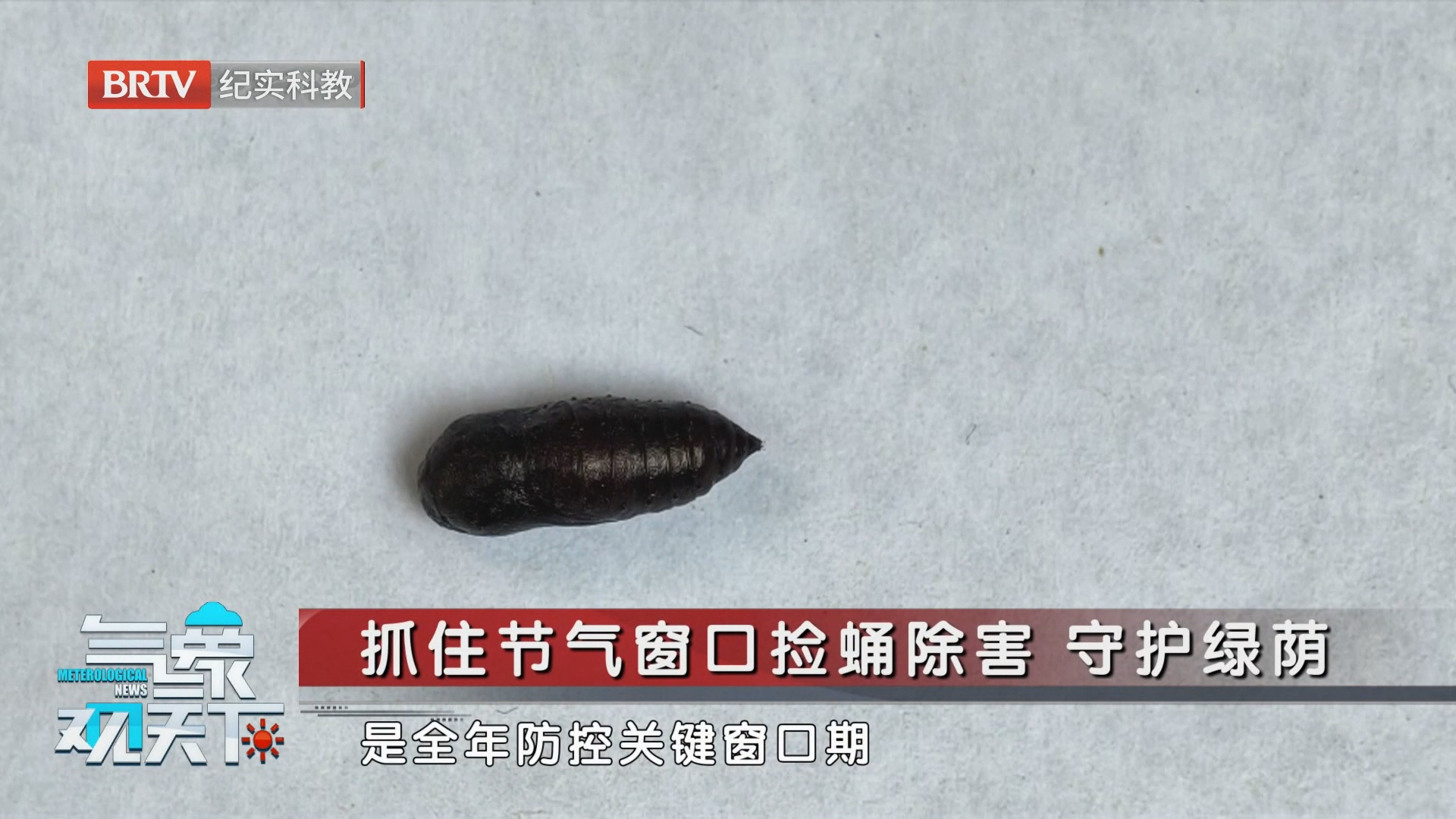 抓住节气窗口捡蛹除害 守护绿荫
