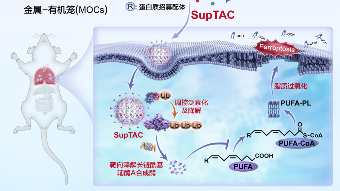 清除“致病蛋白”有新招 《Cell》刊发最新成果! 清除“致病蛋白”有新招 《Cell》刊发最新成果!