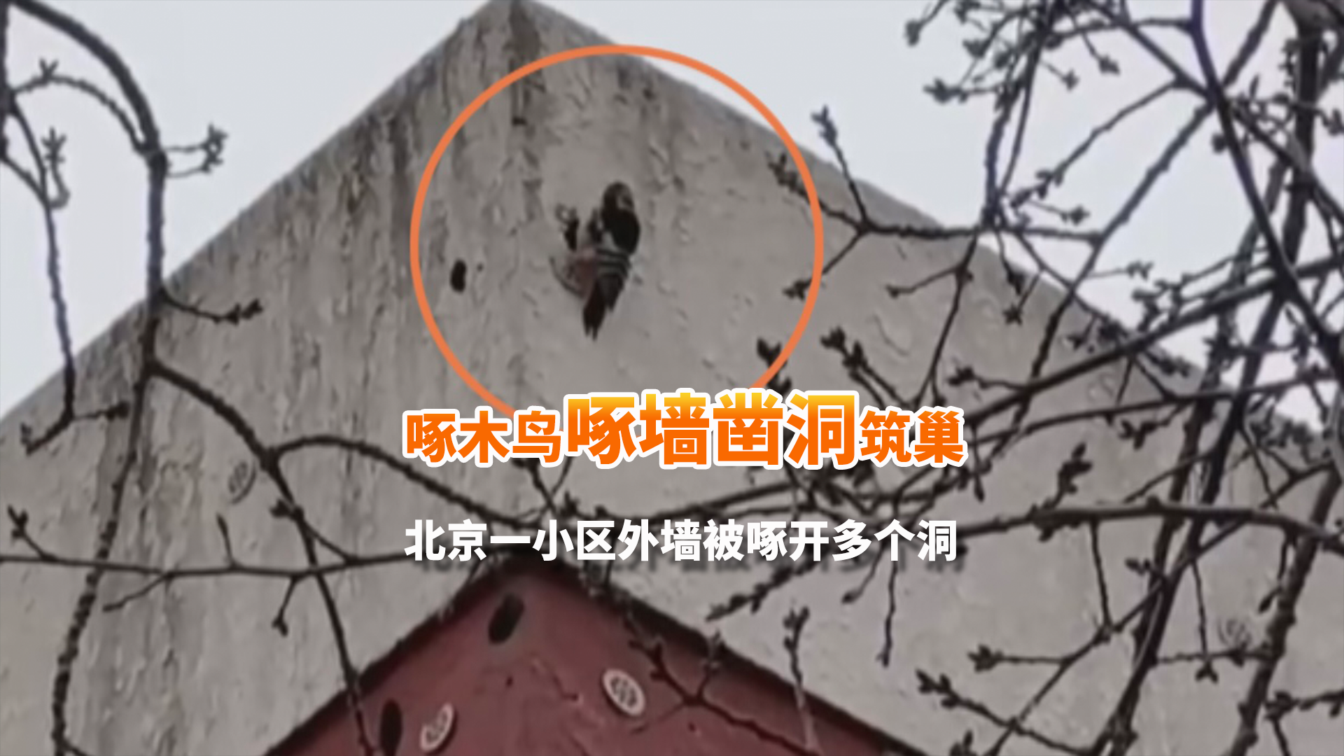 啄木鸟“啄墙凿洞”筑巢 北京一小区外墙被啄开多个洞 啄木鸟“啄墙凿洞”筑巢 北京一小区外墙被啄开多个洞
