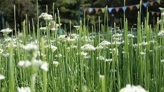 顺义“明星”特色农产品“闪亮”又“吸睛” 顺义“明星”特色农产品“闪亮”又“吸睛”