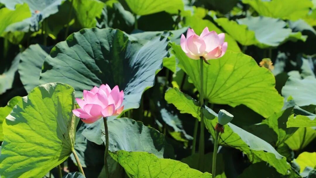 四百年古莲盛开！顺义这村藏着“活着的明代遗产”