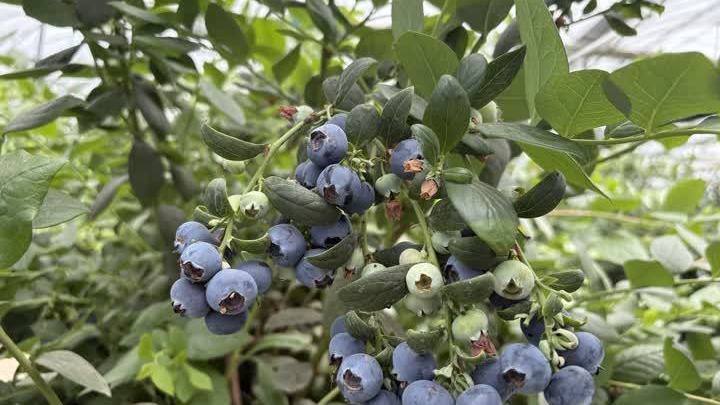 扬州这个村,藏着江苏省内最大的蓝莓庄园 扬州这个村,藏着江苏省内最大的蓝莓庄园