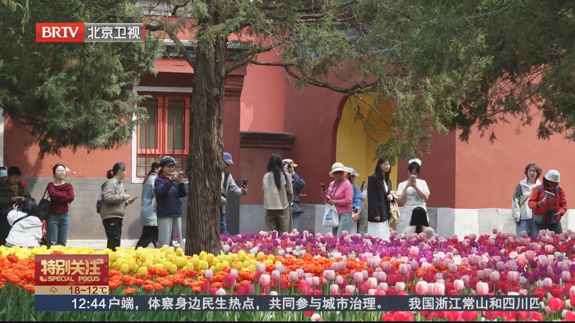 七大展区全域联动 北京郁金香文化节邀您“郁”见春天 七大展区全域联动 北京郁金香文化节邀您“郁”见春天