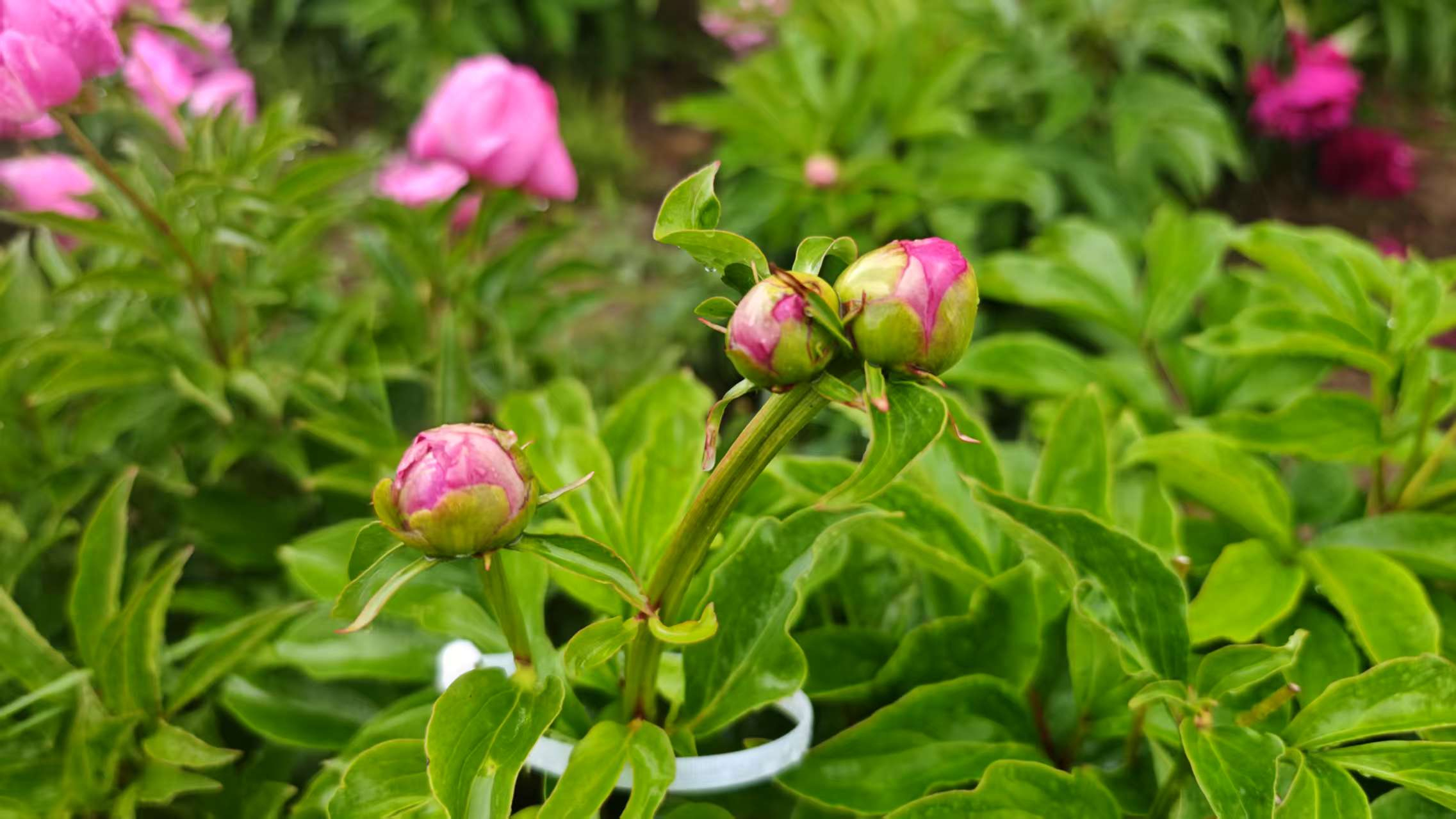 慢直播丨圆明园并蒂芍药含苞待放