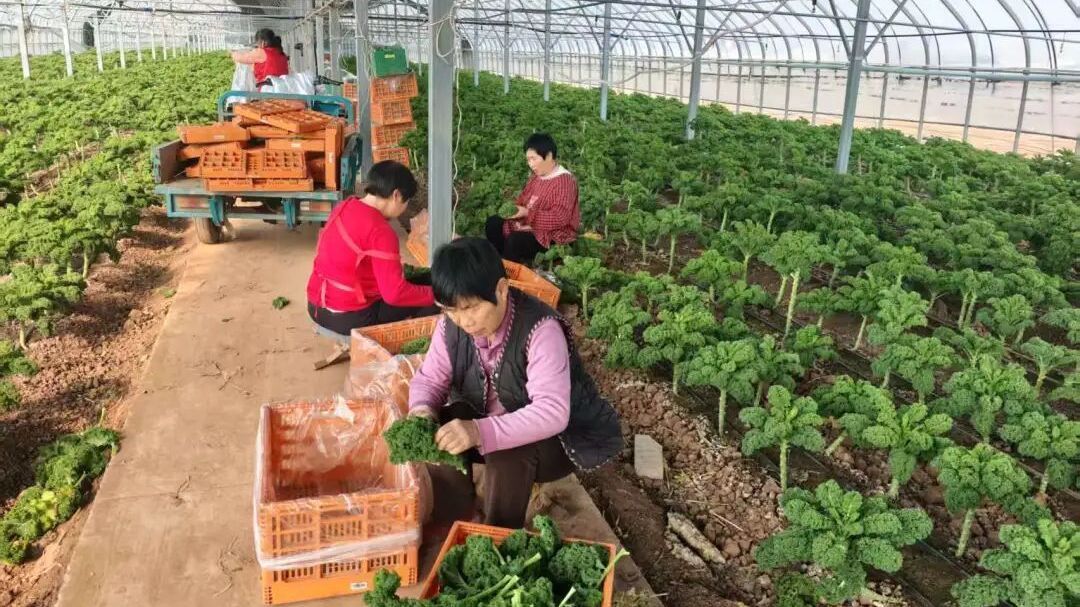 顺义特色农产品走俏春节,27个“优农品牌”温暖万家烟火 顺义特色农产品走俏春节,27个“优农品牌”温暖万家烟火