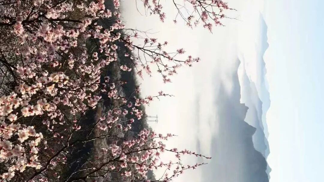 怀柔的春丨宝山杏韵寄丰年