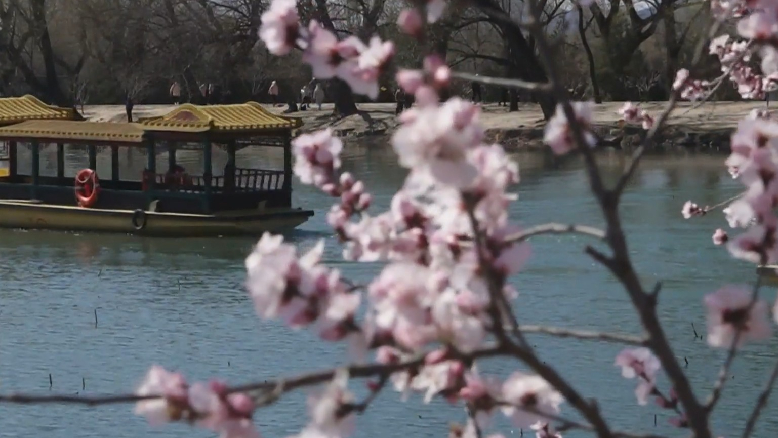 不负京华好春光丨颐和园西堤山桃盛放