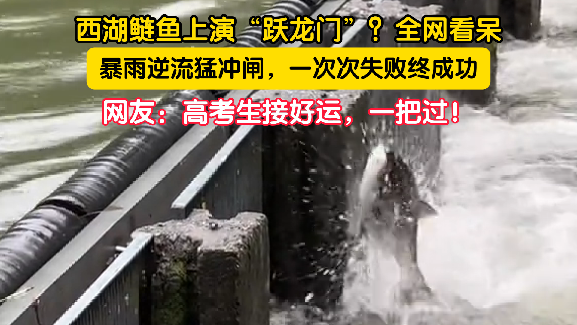 西湖现“鱼跃龙门”，鲢鱼的操作看呆全网