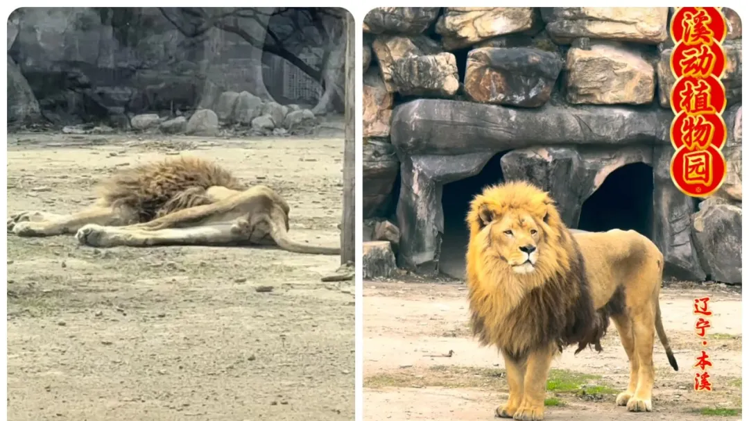 辽宁本溪市动植物园，发布情况说明