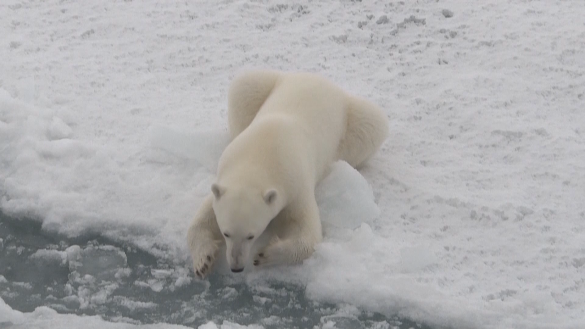 新生北极熊幼崽公开亮相 新生北极熊幼崽公开亮相
