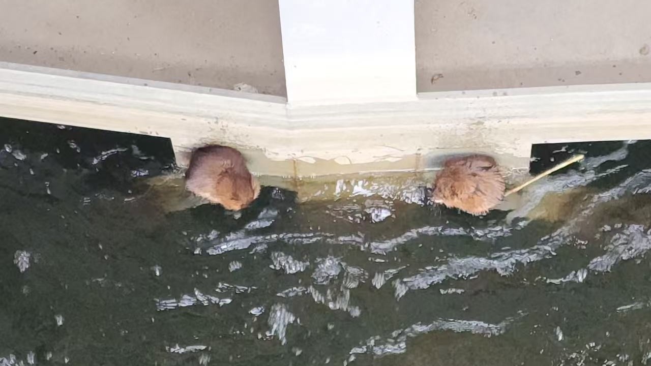 吃草！无害！北运河发现两只“水耗子”