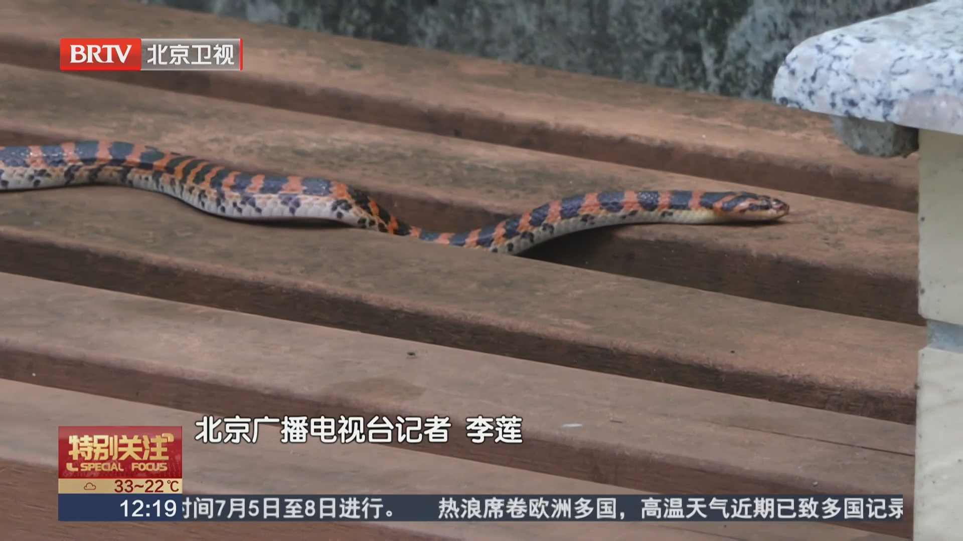 北京公园“蛇出没”？别慌！它们其实很胆小