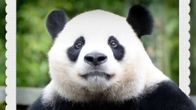 “奶妈,我错了”《熊猫奇遇记》这一刻是突发的真实 “奶妈,我错了”《熊猫奇遇记》这一刻是突发的真实